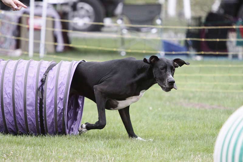 7 Ways Great Danes Stand Above It All American Kennel Club