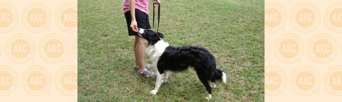 akc obedience commands