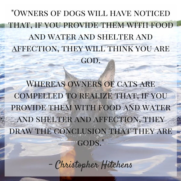 shelter animals quotes