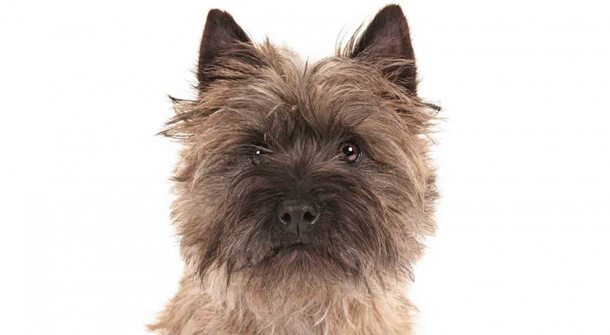 Cairn Terrier