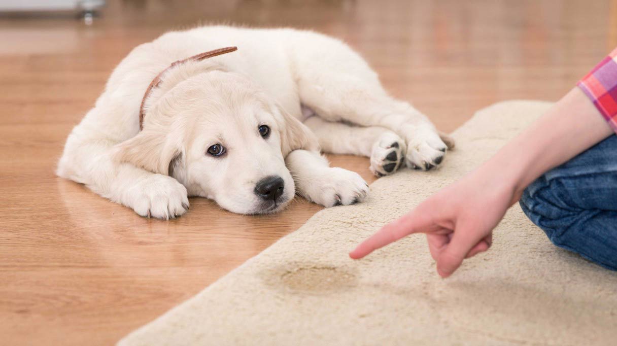 How To Potty Train A Puppy