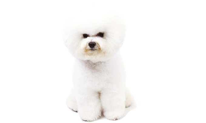 bichon frise tear stain remover