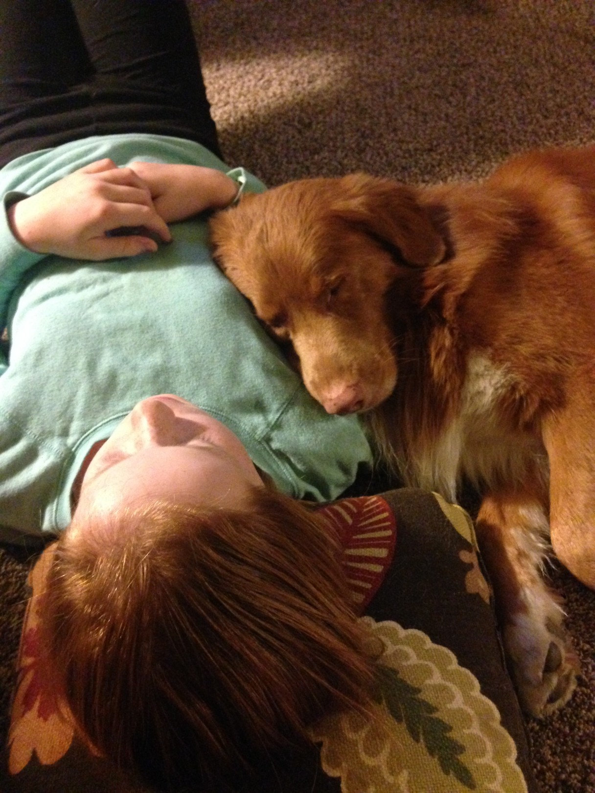 are nova scotia duck tolling retrievers good family dogs