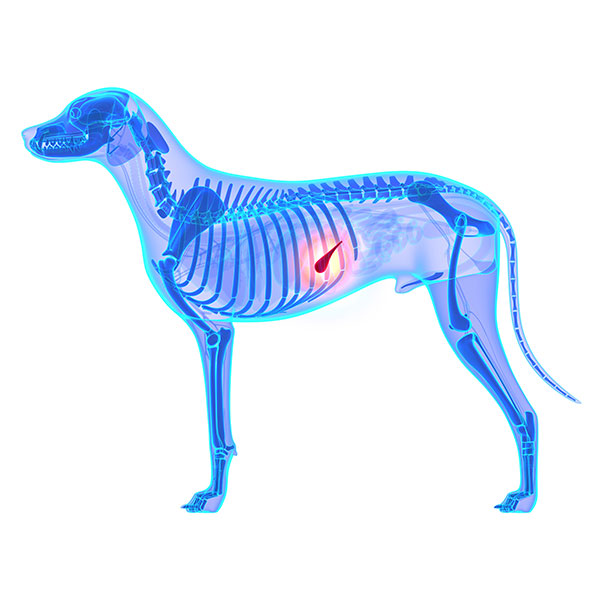 Canine best sale pancreatitis diet