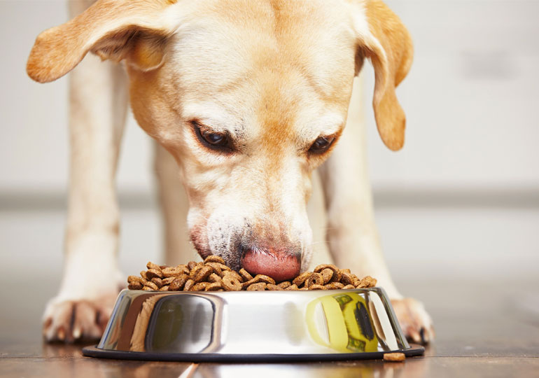is dry dog food bad for dogs