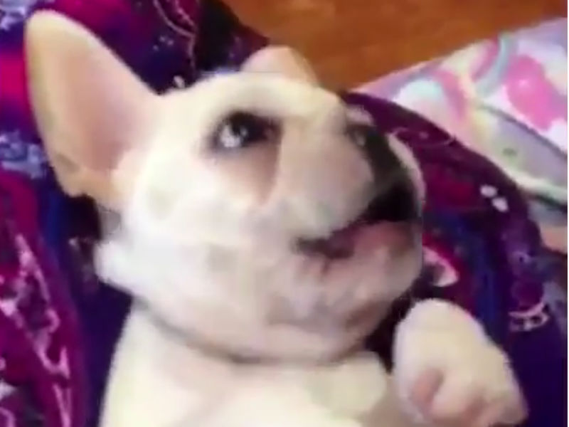 french bulldog song