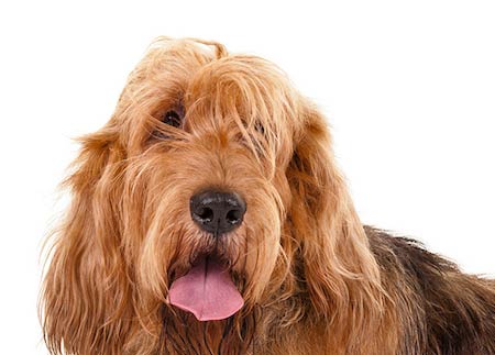 otterhound cross