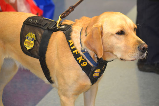 Bureau of ATF Kara Vest