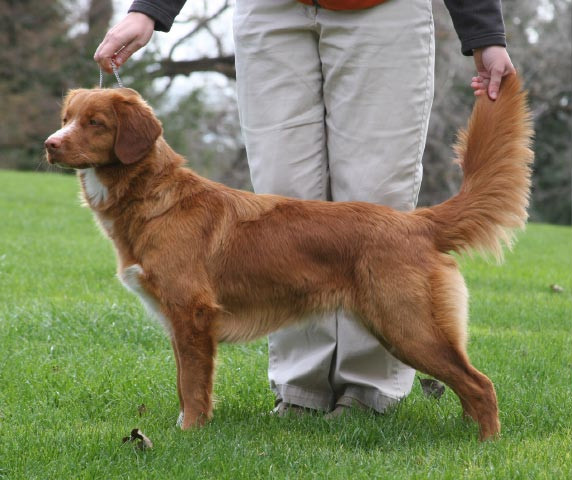 border collie toller mix