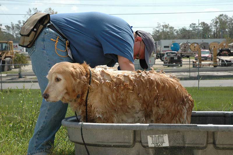 Katrina dog bath