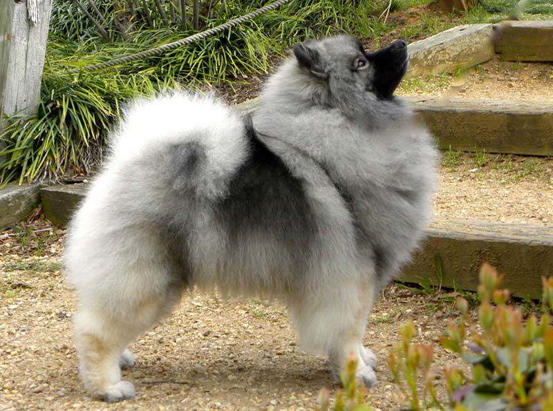 are white keeshond dog good with cats