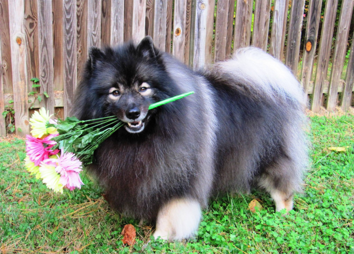 Keeshond store dutch dogs