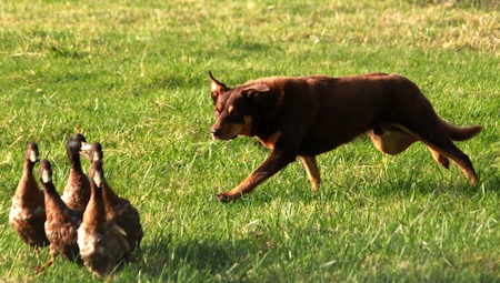 Handling In Herding Trials