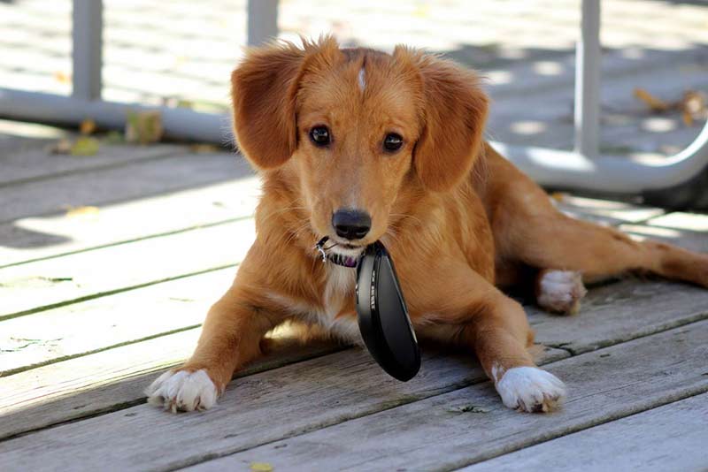 nova scotia duck tolling retriever blue eyes