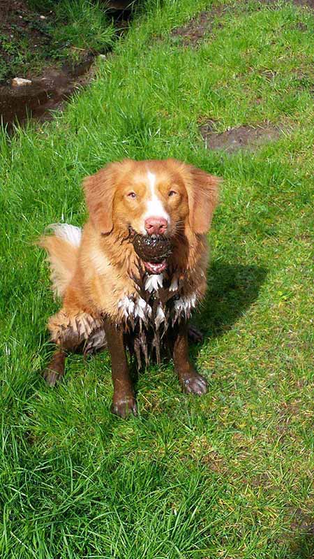 duck toller lab mix