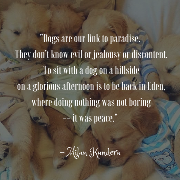 Kundera Dog Quote