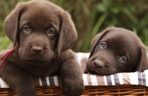 Lab puppies