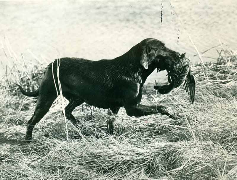 Labrador Retriever History & Training/Temperament - American Kennel Club