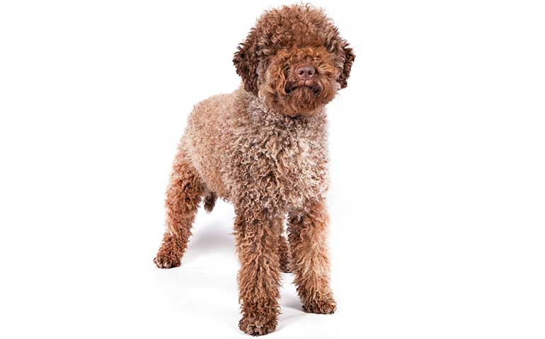 Lagotto Romagnolo