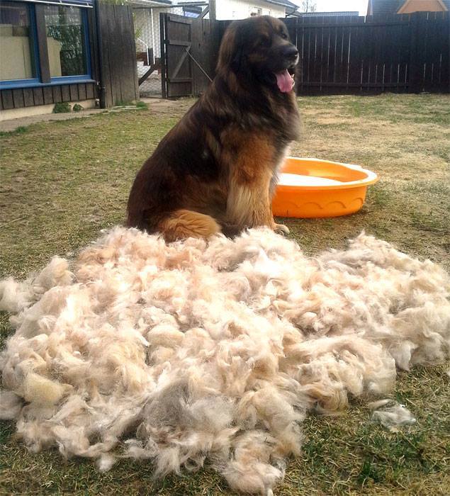 10 Things Only a Leonberger Owner Would Know – American ...