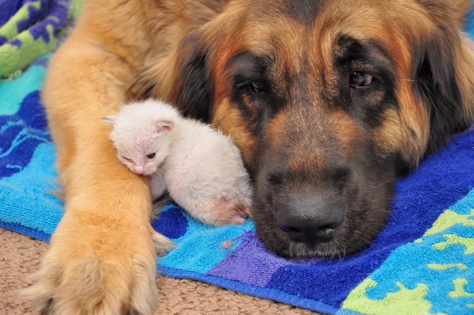 are carrots good for a leonberger