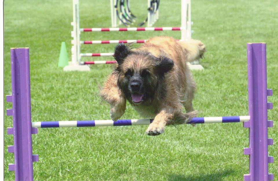 leonberger agility