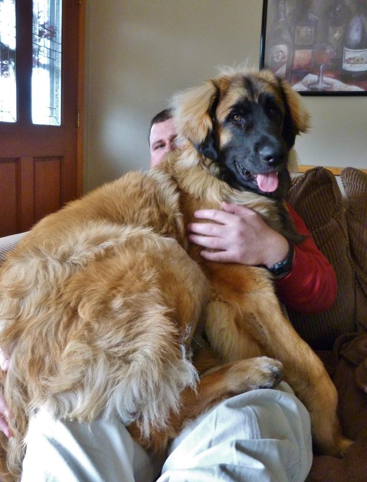 Leonberger best sale pyrenees mix