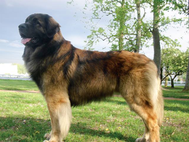 Miniature leonberger best sale