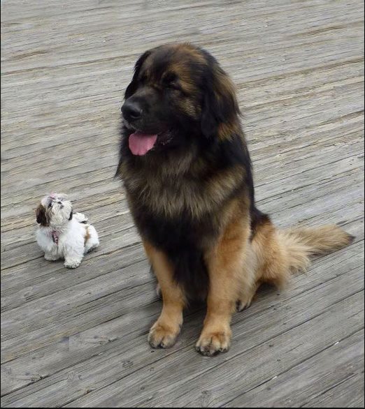 leonberger pyrenees mix