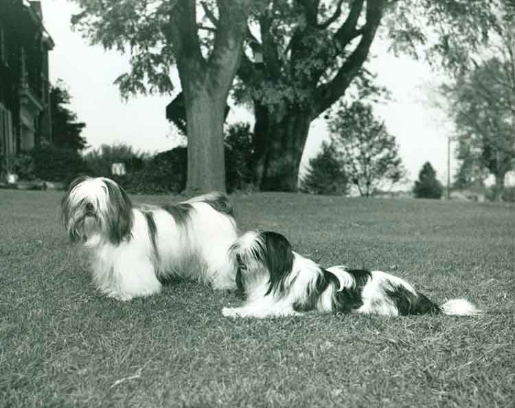 Lhasa Apso History & Training/Temperament American Kennel Club