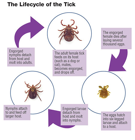 how long can ticks live on dogs