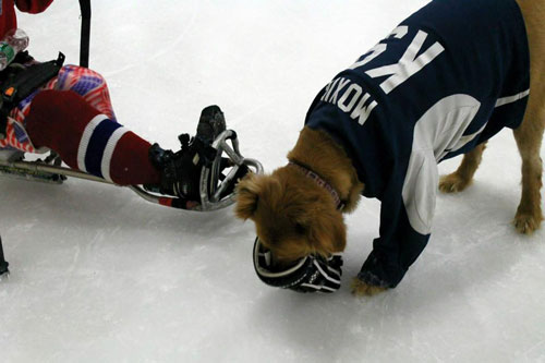 Rottweiler Dog Playing Ice Hockey