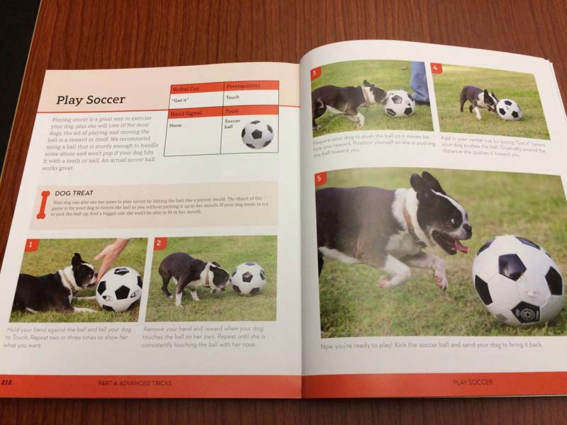 dog ball moves on its own