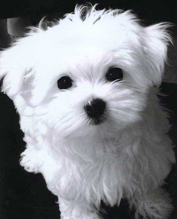 does a maltese have curly hair?