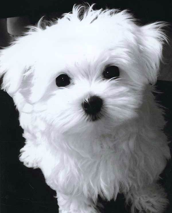 maltese soft toy