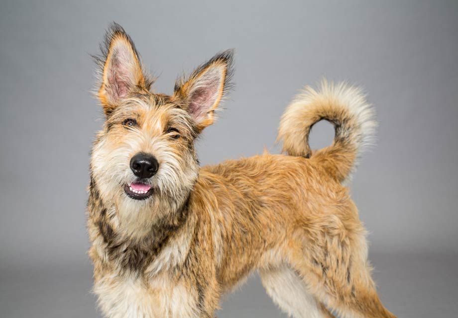 Berger Picard Puppies For Sale AKC PuppyFinder Berger Picard Puppies For Sale AKC PuppyFinder