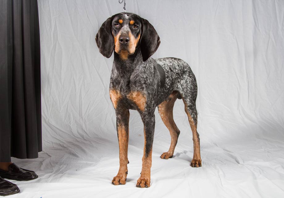Bluetick Coonhound Puppies For Sale - AKC PuppyFinder