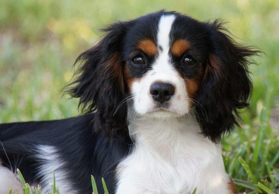 melissa and doug cavalier king charles spaniel