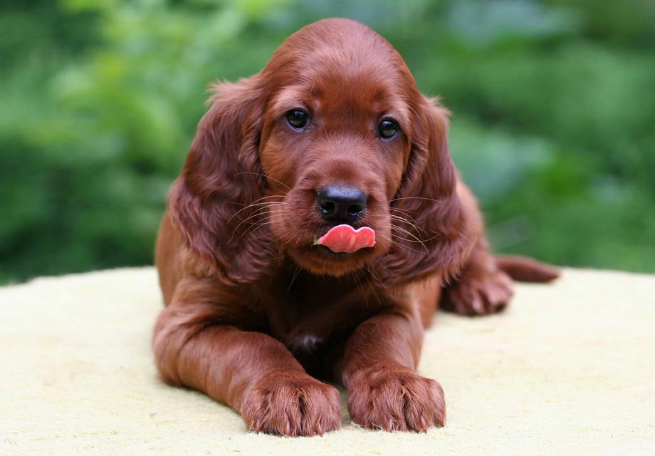 Irish Setter Puppies For Sale AKC PuppyFinder