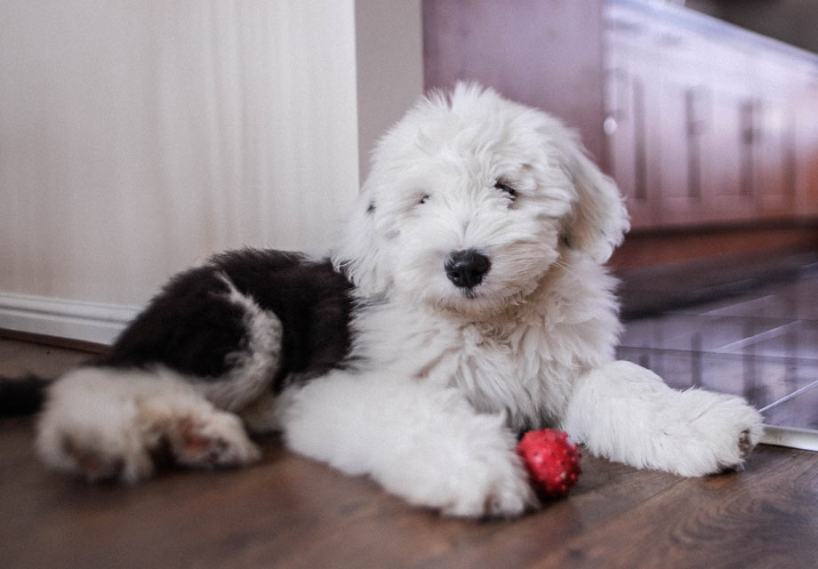 Old English Sheepdog Puppies For Sale AKC PuppyFinder