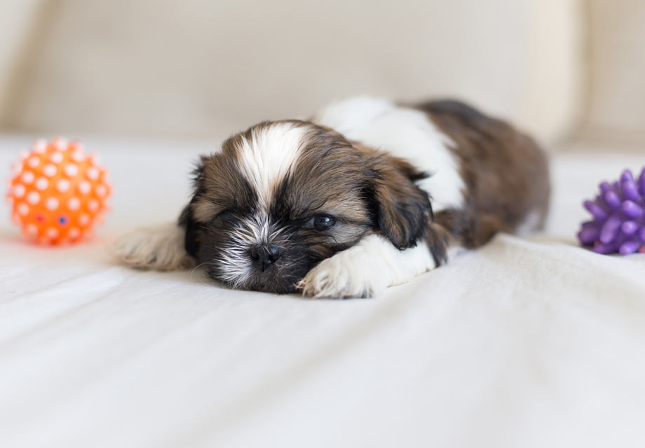 Shih Tzu Puppies For Sale AKC PuppyFinder