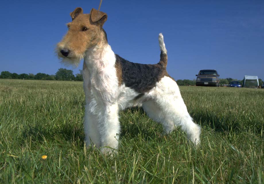 Wire Terrier Photos All Recommendation