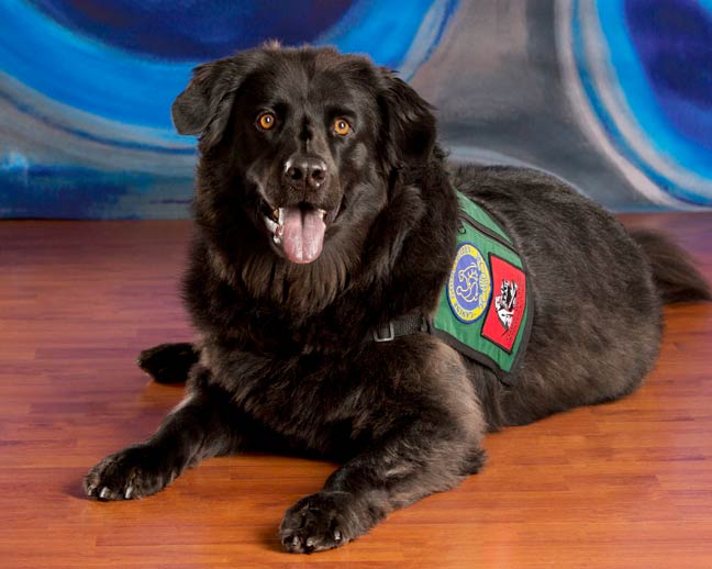 Training Your Dog to Be a Therapy Dog American Kennel Club