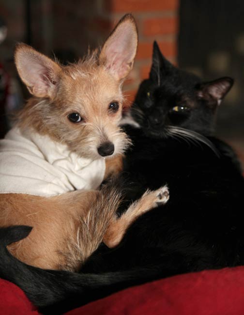 puppy chasing cat