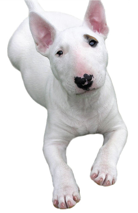 mini bull terrier puppy