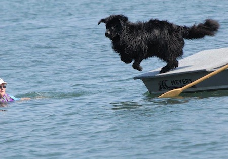 newfoundland lifesaving2