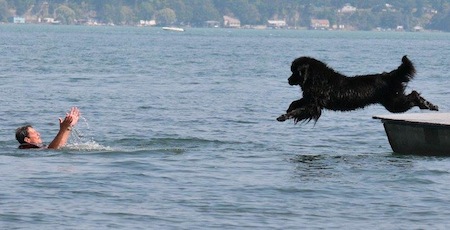 Newfoundland Dogs Prove Lifesaving Skills In Water Rescue Tests