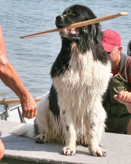 newfoundland lifesaving16