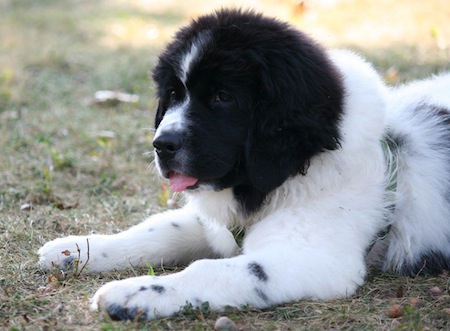 newfoundland lifesaving17