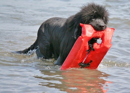 newfoundland lifesaving19